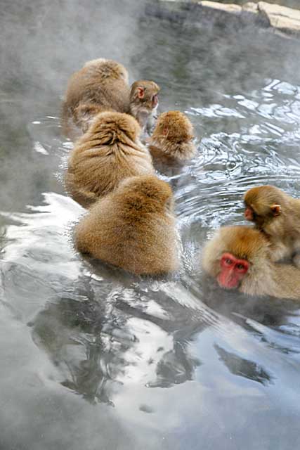 Japanese Snow Monkey (Macaca fuscata)