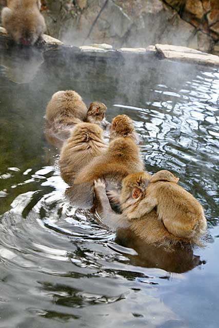 Japanese Snow Monkey (Macaca fuscata)