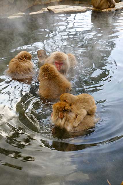 Japanese Snow Monkey (Macaca fuscata)