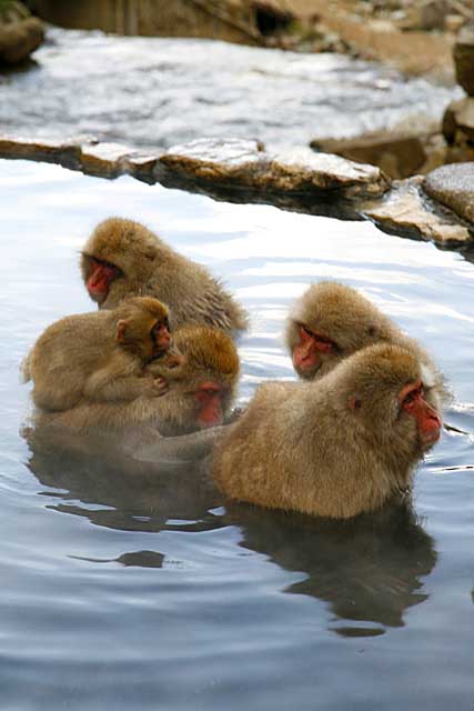 Japanese Snow Monkey (Macaca fuscata)