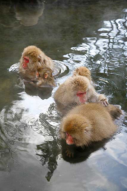 Japanese Snow Monkey (Macaca fuscata)