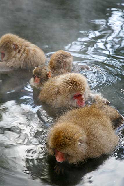 Japanese Snow Monkey (Macaca fuscata)