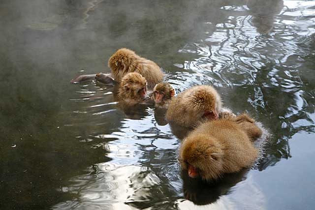 Japanese Snow Monkey (Macaca fuscata)