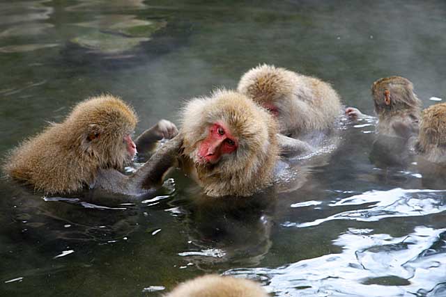 Japanese Snow Monkey (Macaca fuscata)