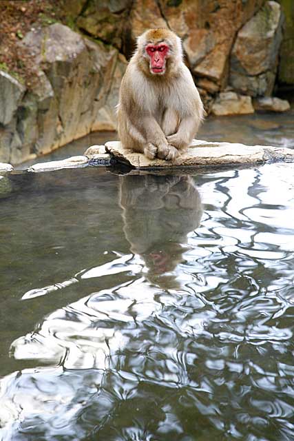 Japanese Snow Monkey (Macaca fuscata)