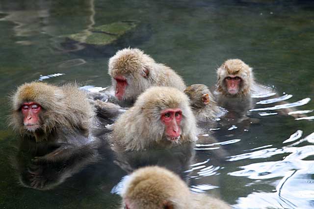 Japanese Snow Monkey (Macaca fuscata)