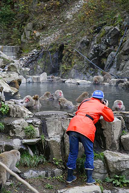 Japanese Snow Monkey (Macaca fuscata)