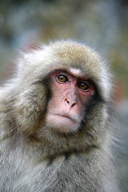 Japanese Snow Monkey (Macaca fuscata)