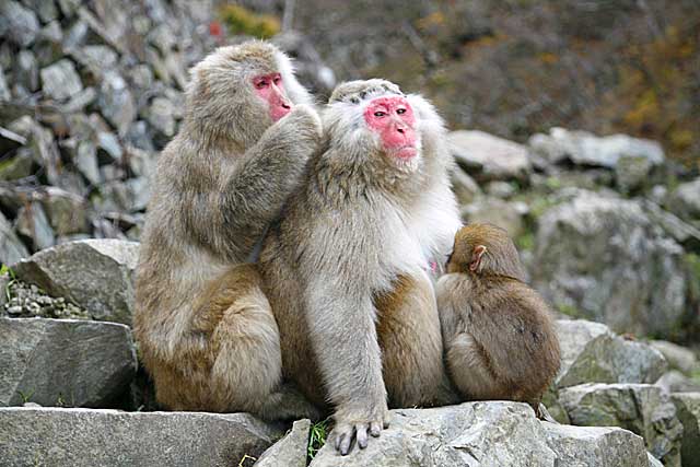 Japanese Snow Monkey (Macaca fuscata)