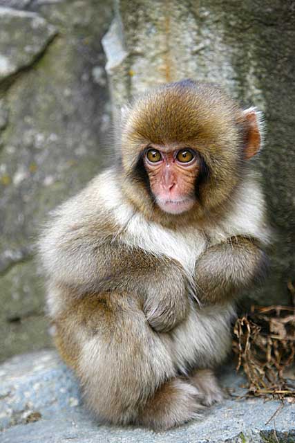 Japanese Snow Monkey (Macaca fuscata)