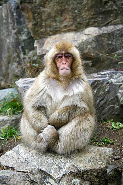 Japanese Snow Monkey (Macaca fuscata)