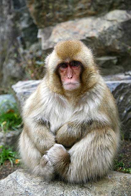 Japanese Snow Monkey (Macaca fuscata)