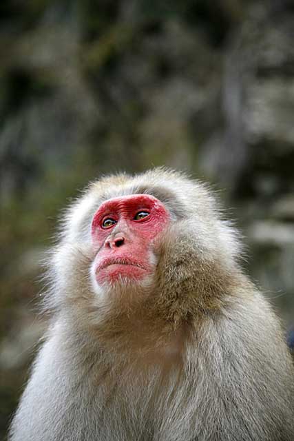 Japanese Snow Monkey (Macaca fuscata)