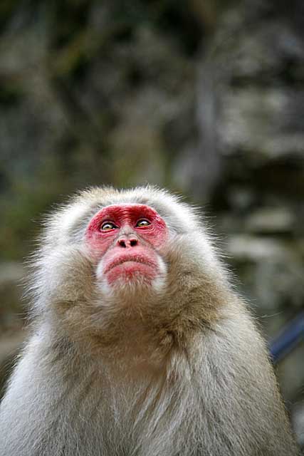 Japanese Snow Monkey (Macaca fuscata)