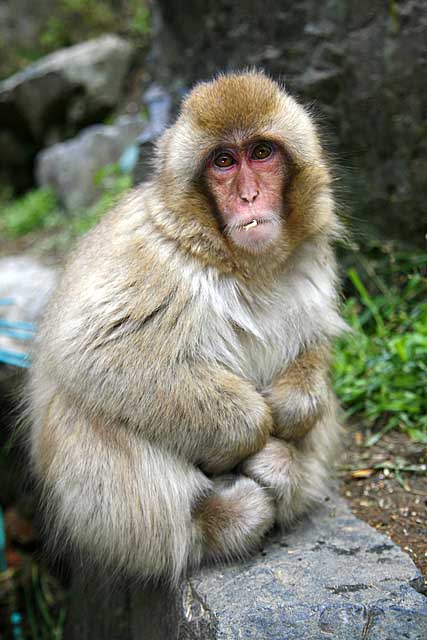 Japanese Snow Monkey (Macaca fuscata)