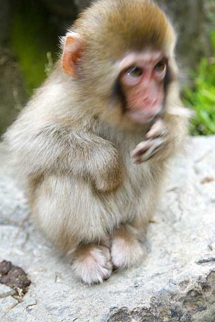 Japanese Snow Monkey (Macaca fuscata)