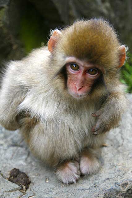 Japanese Snow Monkey (Macaca fuscata)