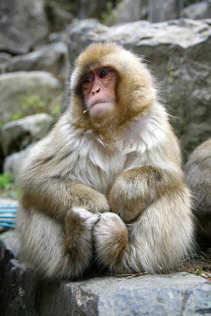 Japanese Snow Monkey (Macaca fuscata)