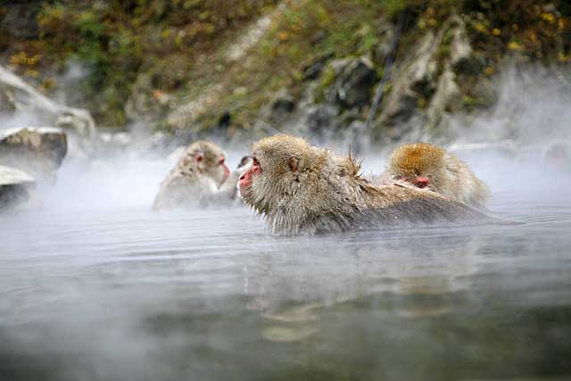 Japanese Snow Monkey (Macaca fuscata)