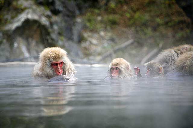 Japanese Snow Monkey (Macaca fuscata)