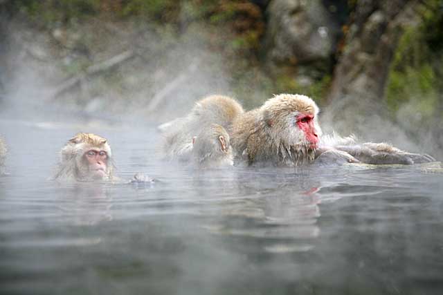 Japanese Snow Monkey (Macaca fuscata)