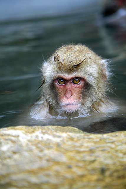 Japanese Snow Monkey (Macaca fuscata)