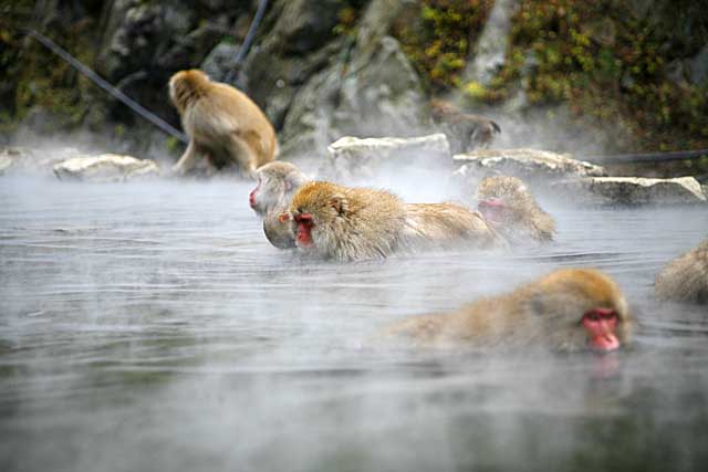 Japanese Snow Monkey (Macaca fuscata)