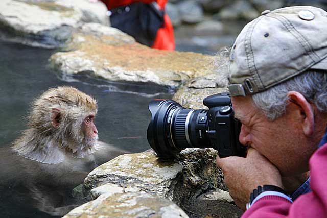 Japanese Snow Monkey (Macaca fuscata)