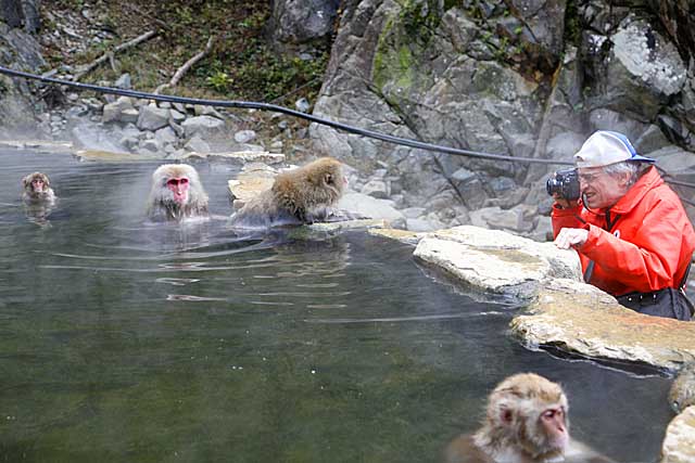 Japanese Snow Monkey (Macaca fuscata)