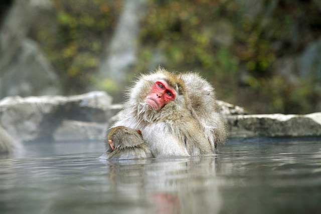 Japanese Snow Monkey (Macaca fuscata)