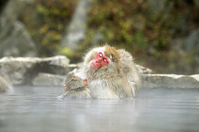 Japanese Snow Monkey (Macaca fuscata)