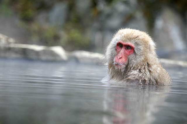 Japanese Snow Monkey (Macaca fuscata)