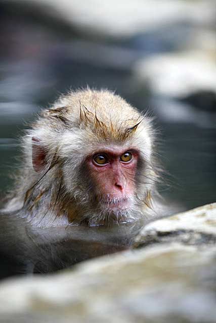 Japanese Snow Monkey (Macaca fuscata)