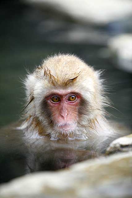 Japanese Snow Monkey (Macaca fuscata)