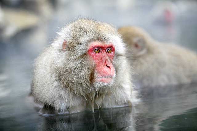 Japanese Snow Monkey (Macaca fuscata)