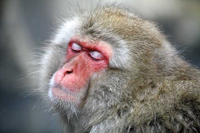 Japanese Snow Monkey (Macaca fuscata)