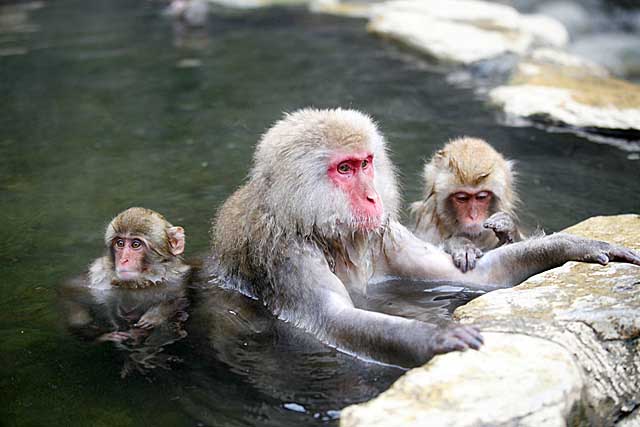 Japanese Snow Monkey (Macaca fuscata)