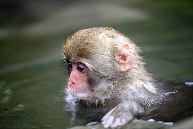 Japanese Snow Monkey (Macaca fuscata)