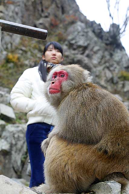 Japanese Snow Monkey (Macaca fuscata)