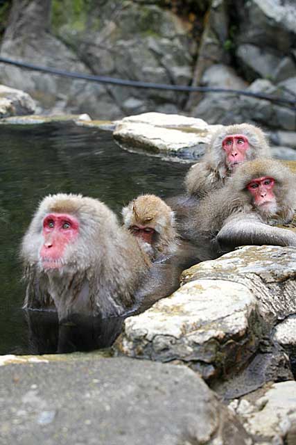 Japanese Snow Monkey (Macaca fuscata)