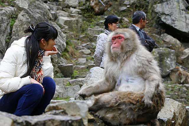 Japanese Snow Monkey (Macaca fuscata)