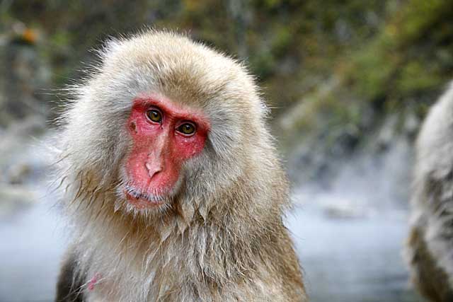 Japanese Snow Monkey (Macaca fuscata)