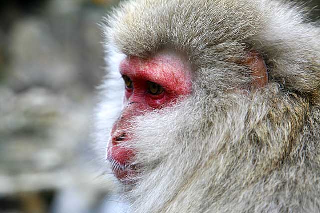 Japanese Snow Monkey (Macaca fuscata)