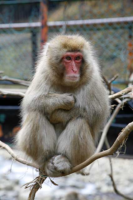 Japanese Snow Monkey (Macaca fuscata)