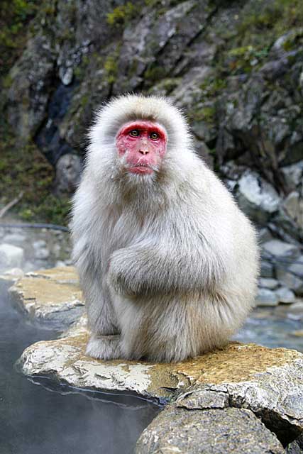 Japanese Snow Monkey (Macaca fuscata)