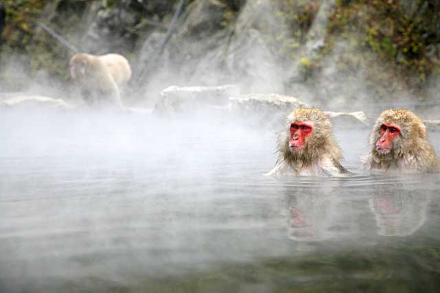 Japanese Snow Monkey (Macaca fuscata)