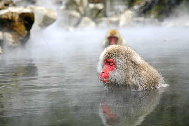 Japanese Snow Monkey (Macaca fuscata)