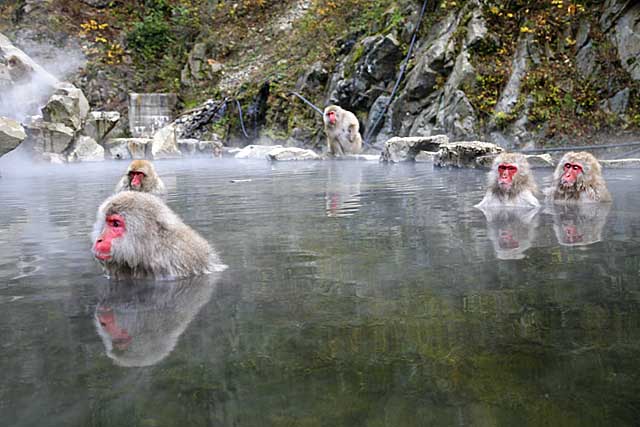 Japanese Snow Monkey (Macaca fuscata)