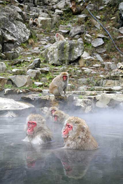 Japanese Snow Monkey (Macaca fuscata)