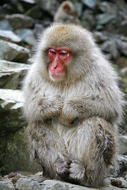 Japanese Snow Monkey (Macaca fuscata)